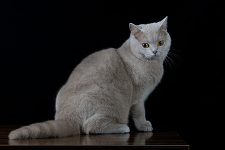 Gray cat looking a sideの写真素材