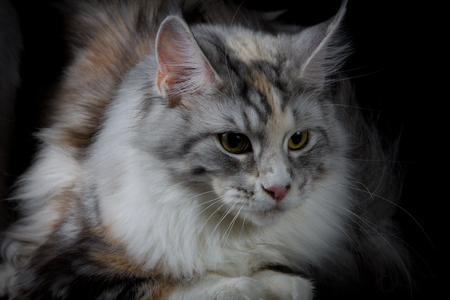 Longhair cat looking downの写真素材