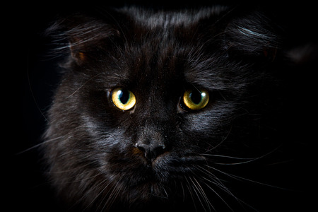 Black cat looking at cameraの写真素材