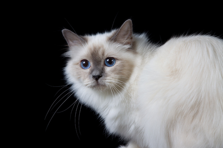 Gray white longhair cat with blue eyesの写真素材