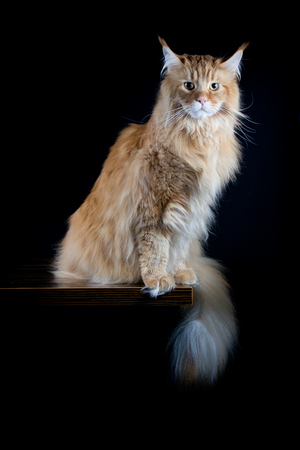 Longhair brown cat looking in cameraの写真素材