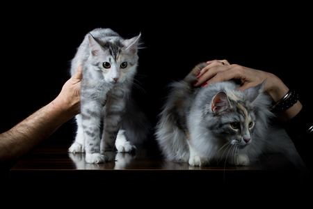 People holding two cats with handの写真素材