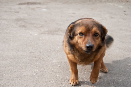 Dog on concrete with space for text, real buddy