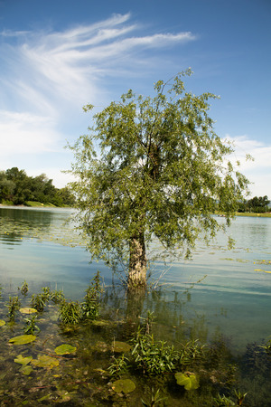 tree in the lakeの写真素材