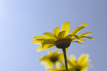 Yellow daisyの写真素材