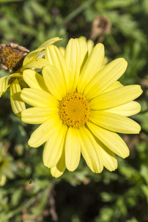 Yellow daisyの写真素材