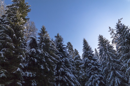 Landscape of forest in winterの写真素材