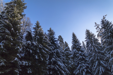 Landscape of forest in winterの写真素材