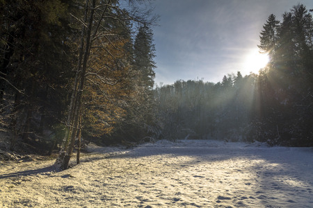 Landscape of forest in winterの写真素材