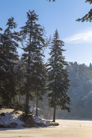 Landscape of forest in winterの写真素材