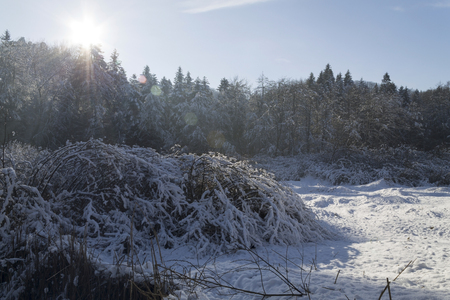 Landscape of forest in winterの写真素材