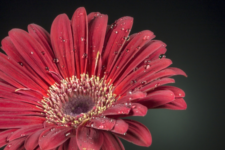 Red gerbera flower on a black backgroundの写真素材