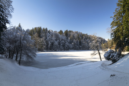 Landscape of forest in winterの写真素材