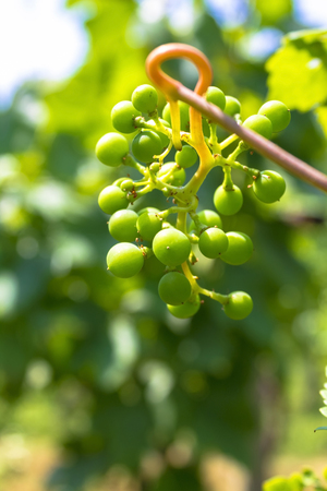 Green grapes in ripening phaseの写真素材