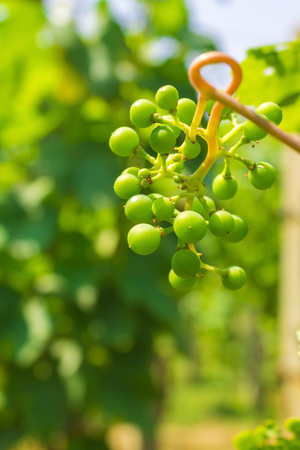 Green grapes in ripening phaseの写真素材