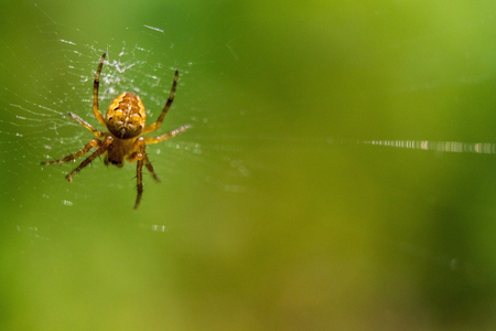 Spider and his pray on a green backgroundの写真素材