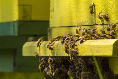 Bees in yellow bee hive on a sunny day
