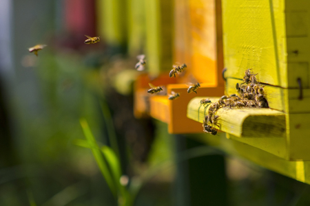 Bees in yellow bee hive on a sunny dayの写真素材