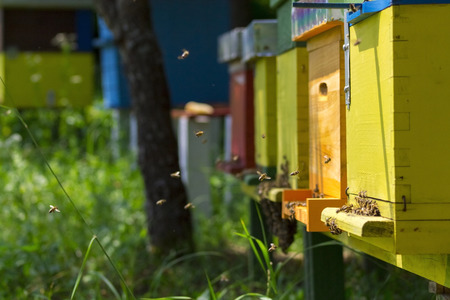 Bees in yellow bee hive on a sunny dayの写真素材