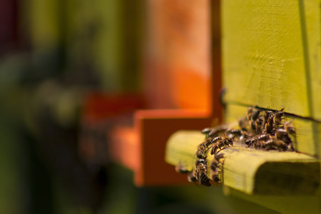 Bees in yellow bee hive on a sunny dayの写真素材