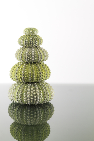 Sea urchin shell in studioの写真素材