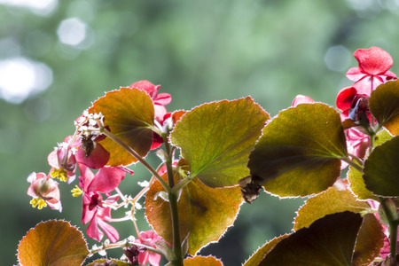 Beautiful begonia flowerの写真素材