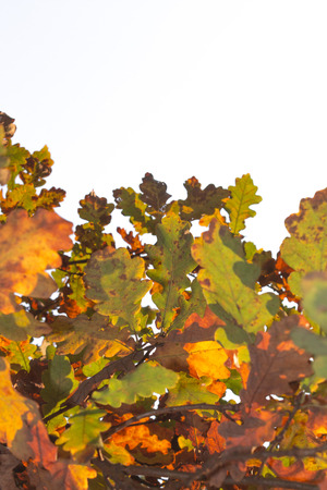 Oak leaves in autumn colorの写真素材