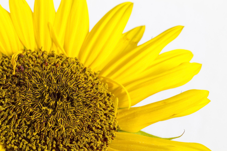Sunflower on a white background in studioの写真素材