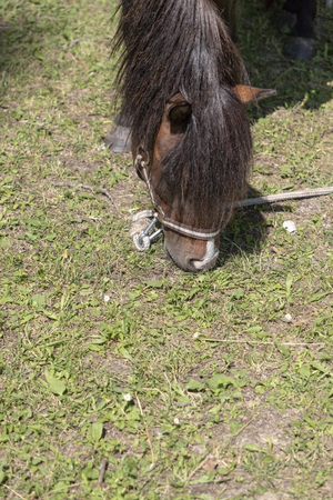 Hungry horse eating grass on a sunny dayの写真素材