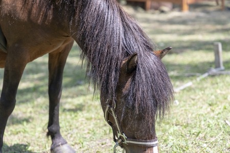 Hungry horse eating grass on a sunny dayの写真素材