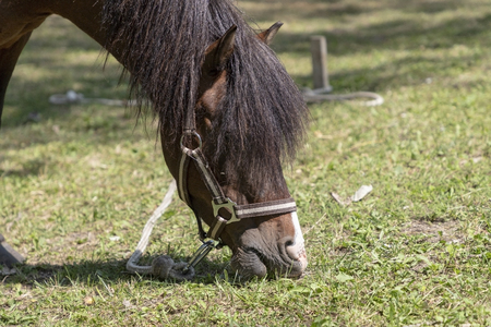 Hungry horse eating grass on a sunny dayの写真素材