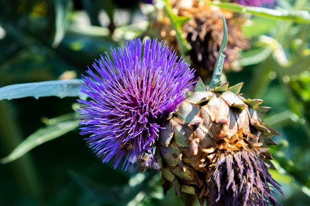 Purple thistle flower in a botanical garden on a sunny dayの写真素材