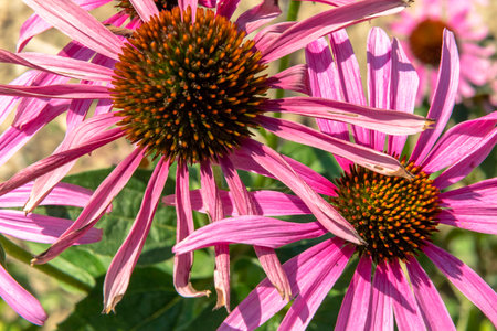 Purple magnus coneflower in a botanical garden on a sunny dayの写真素材