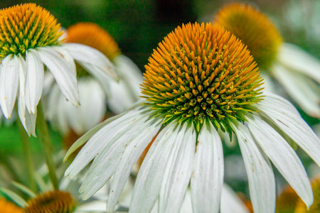 White echinacea flower in a botanical garden on a sunny dayの写真素材