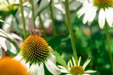 White echinacea flower in a botanical garden on a sunny dayの写真素材