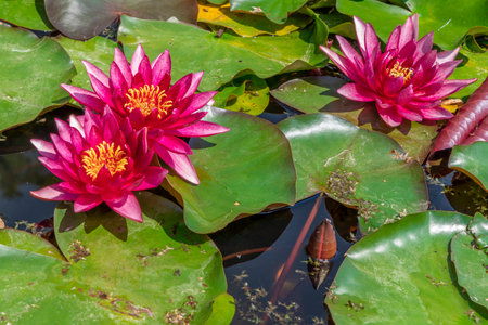 Flower of a Rubra water lilly on a sunny dayの写真素材