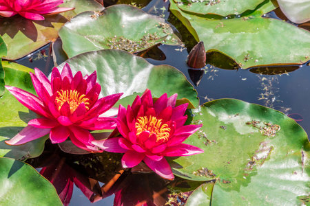 Flower of a Rubra water lilly on a sunny dayの写真素材