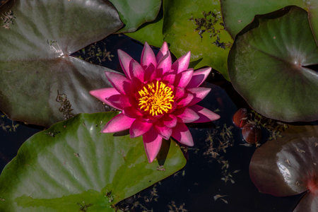 Flower of a Rubra water lilly on a sunny dayの写真素材