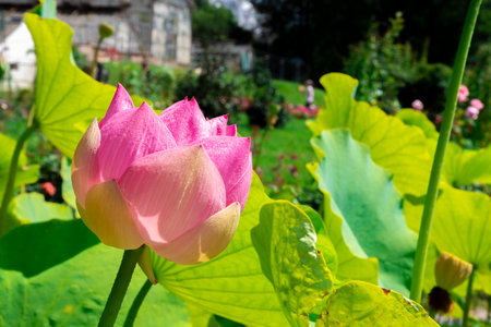 Lotus flower in a botanical garden on a sunny dayの写真素材