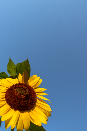Sunflower on a blue sky and sunny dayの写真素材