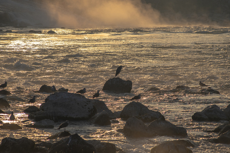 Birds on a river in the morningの写真素材