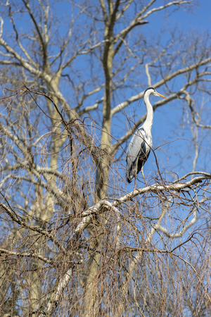 Heron sitting on a treeの写真素材