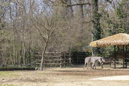 Zebra in a Zagreb city zoo in Croatiaの写真素材