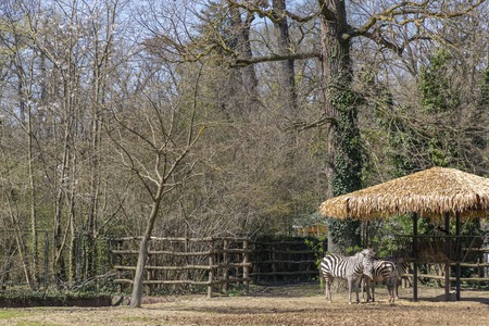 Zebra in a Zagreb city zoo in Croatiaの写真素材