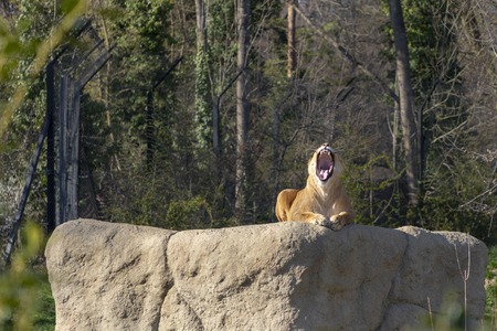Female lion resting on a rock in a zooの写真素材