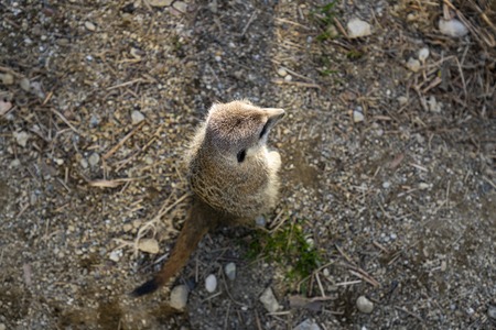 Meerkats in a zoo in Zagreb Croatia