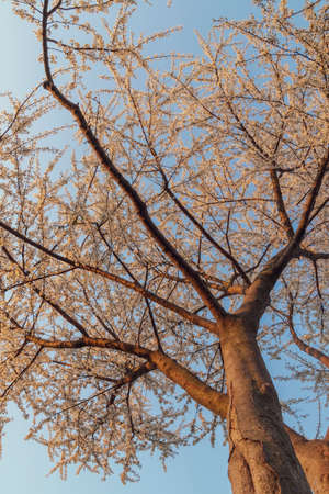 White cherry blossom tree in spring at sunriseの写真素材