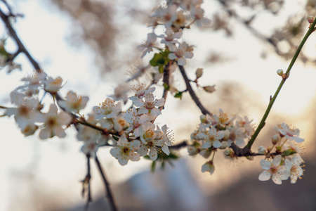 White cherry blossom tree in spring at sunriseの写真素材