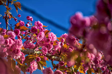 Beautiful cherry blossom tree in spring time over a blue skyの写真素材