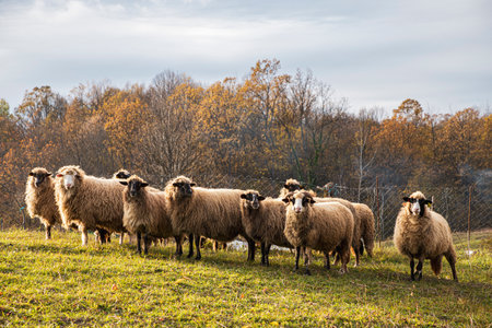 Herd of sheep in a field in autumn at sunsetの写真素材